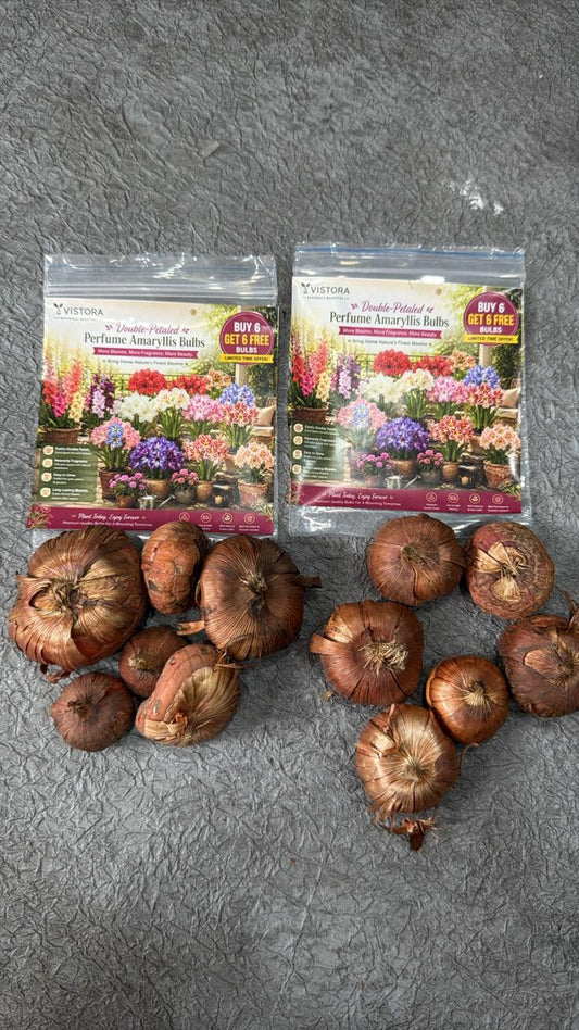 Double-Petaled Perfume Amaryllis Bulbs (Pack Of 12)