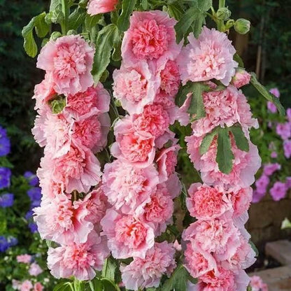 Imported Hollyhock Seeds