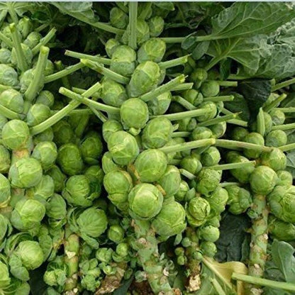 Nema organic brussels sprouts seeds