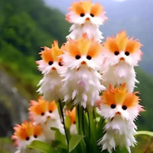 Cat Eye Dazzle Seeds