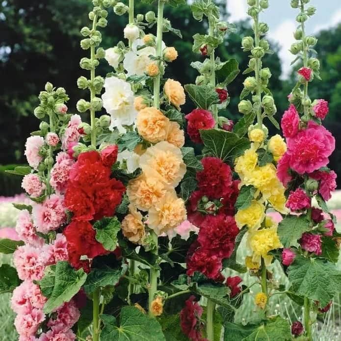 Imported Hollyhock Seeds