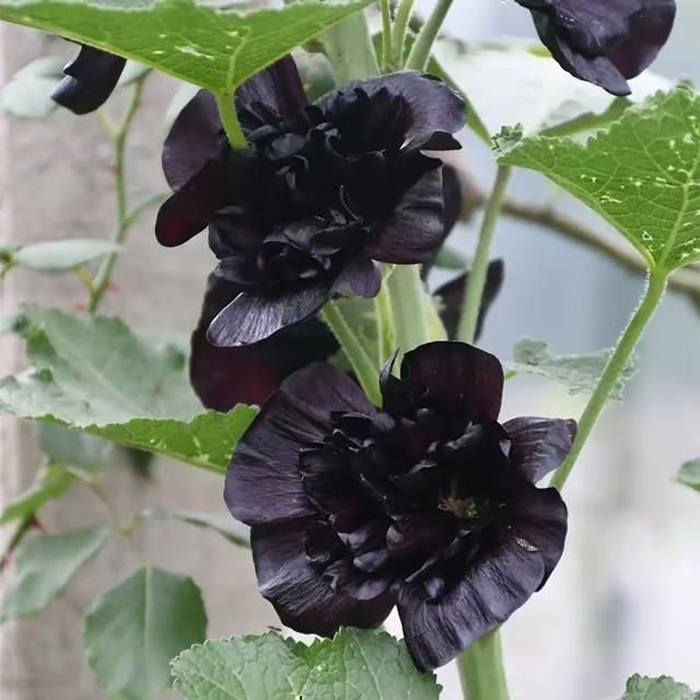 Imported Hollyhock Seeds
