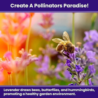 Lavender Seeds for Planting 350gm