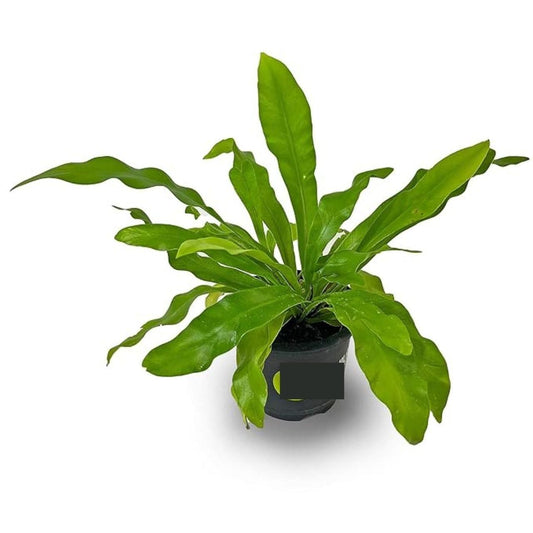 Birds Nest Fern Plant