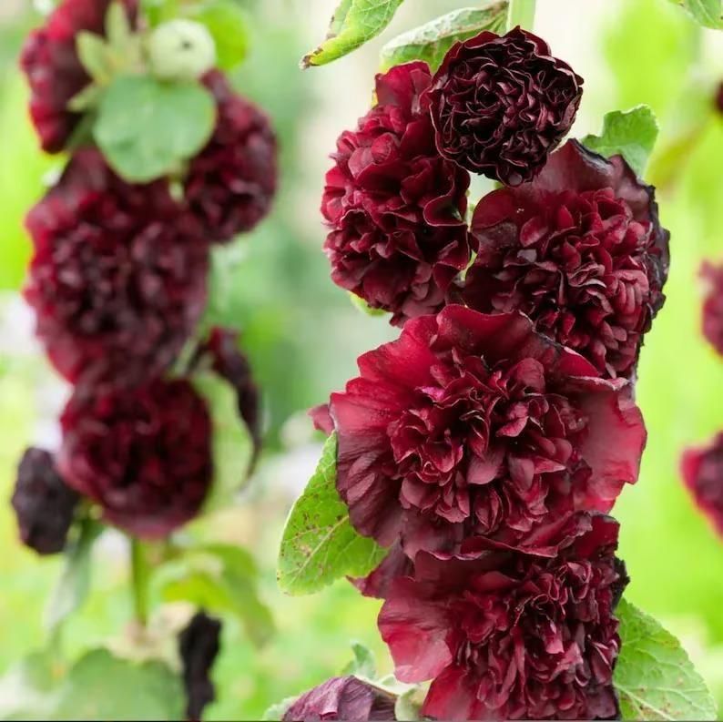 Imported Hollyhock Seeds	(Pack of 2)