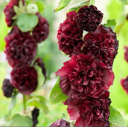 Imported Hollyhock Seeds	(Pack of 2)