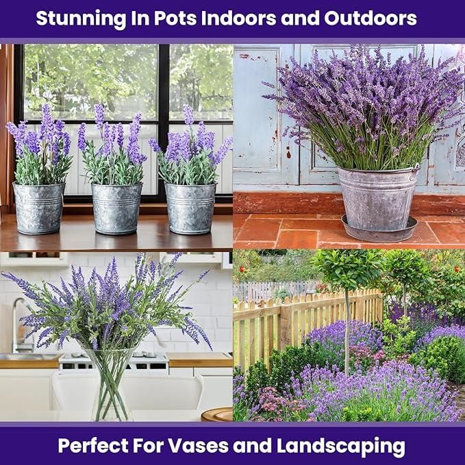 Lavender Seeds for Planting 350gm