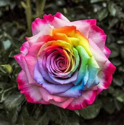 Rainbow Rose Seeds with Free Plant Growth Serum Pack of 2
