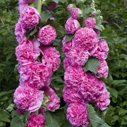 Imported Hollyhock Seeds	(Pack of 2)