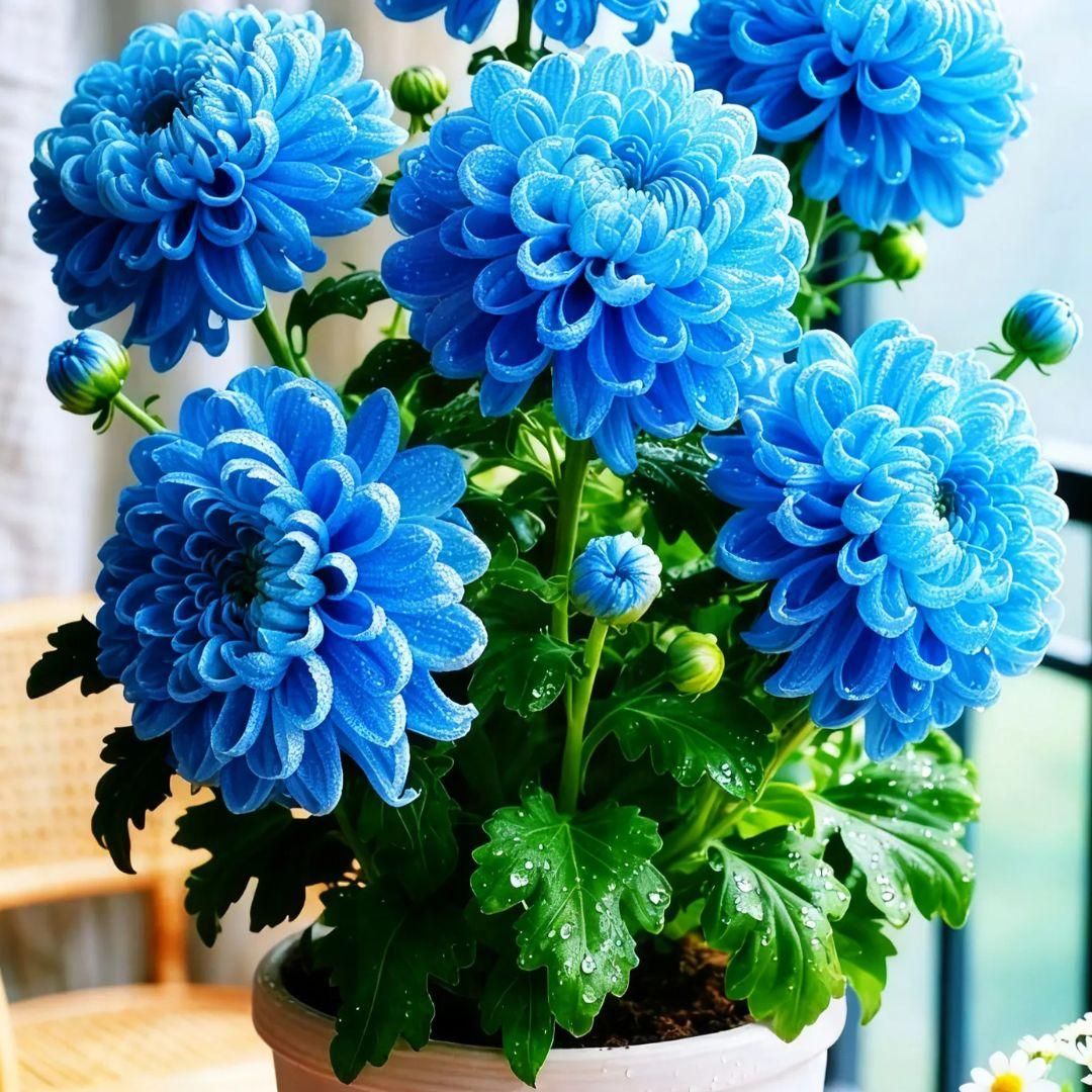 Double-Petal Chrysanthemums Seeds + 100 grams Organic Pot Mix Free