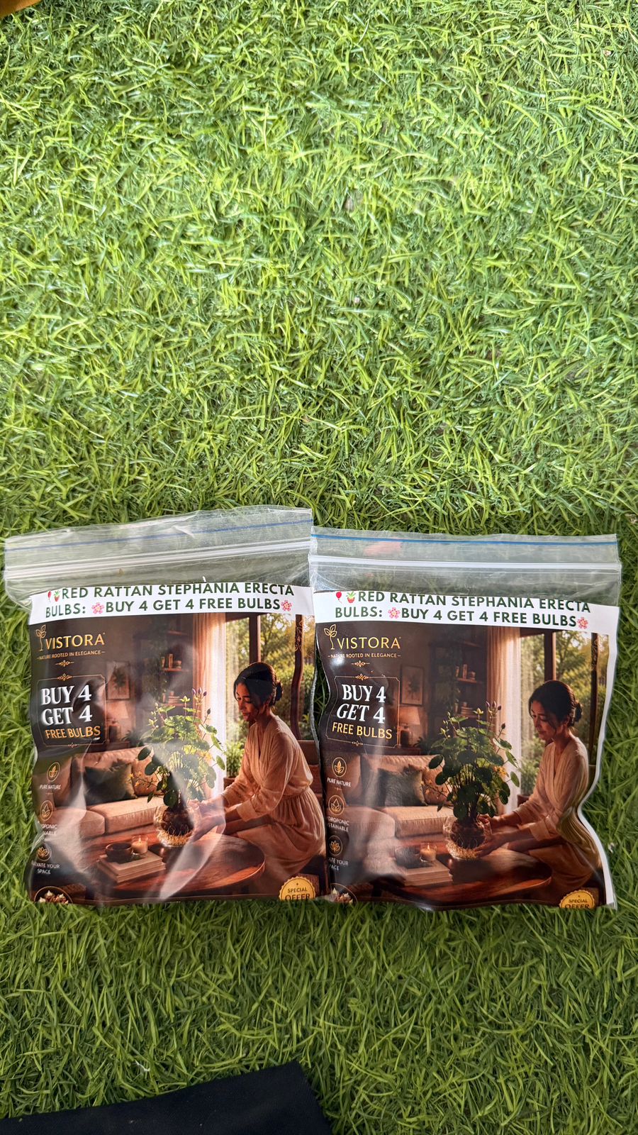 Erecta Bulbs (Pack Of 2)