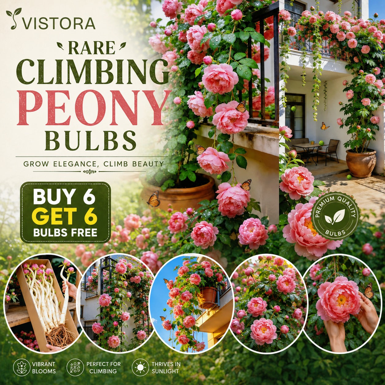 Rare Climbing Peony Bulbs (Pack Of 12)