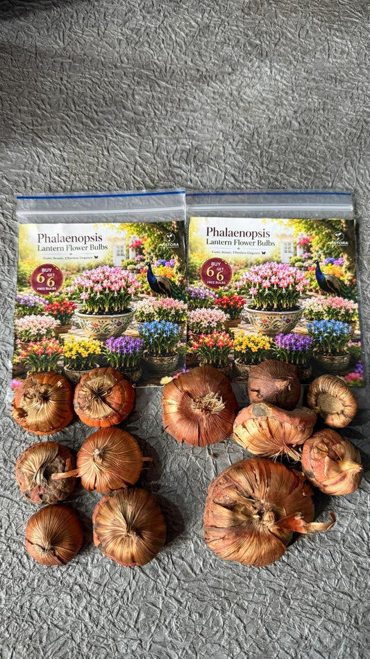 Phalaenopsis Lantern Flower Bulbs (Pack Of 12)